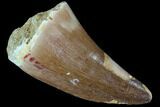 Mosasaur (Prognathodon) Tooth #87649-1